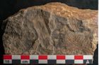Foto (Detailansicht) von Callipteris affinis Goeppert (NHMW-GEO-2024-0188-10908)
